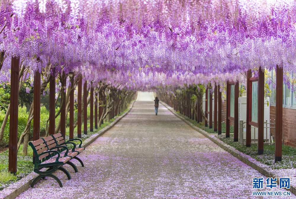  The most beautiful April day! Wisteria corridor "romantic" online