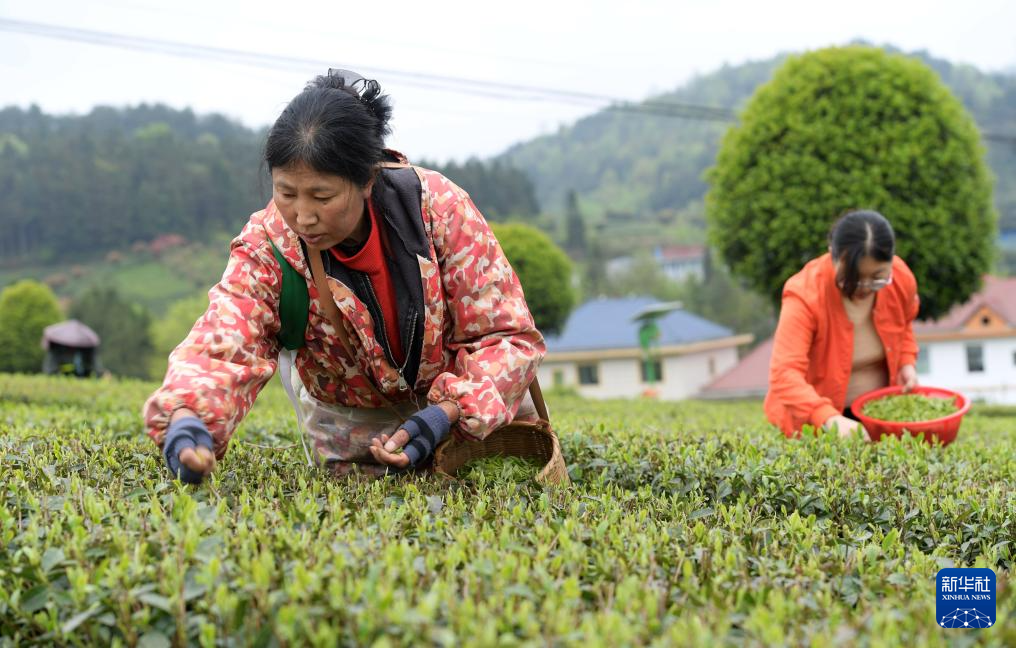 贵州余庆产茶大县迎来春茶采摘高峰