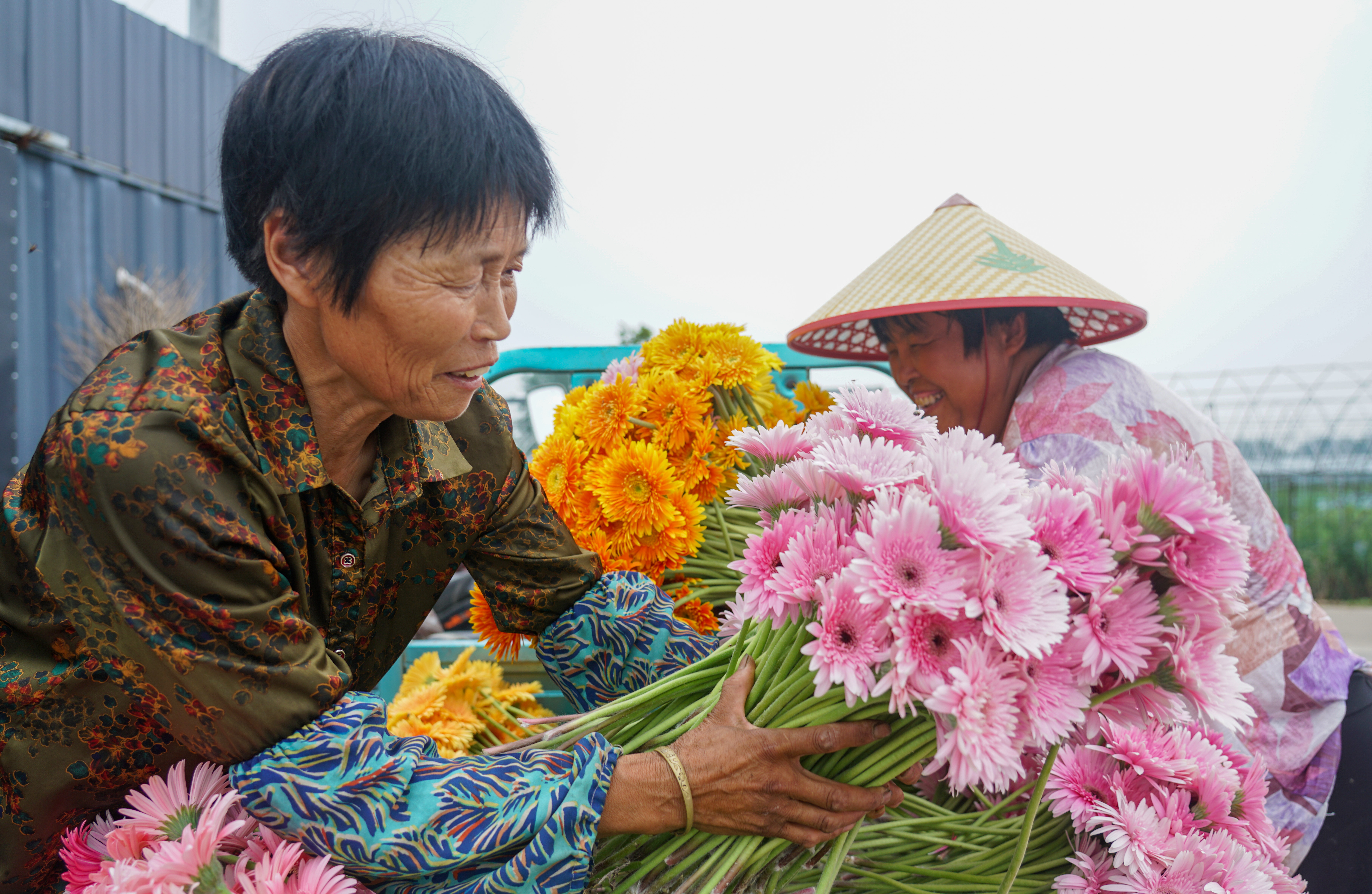 江苏泗洪：小鲜花大效益