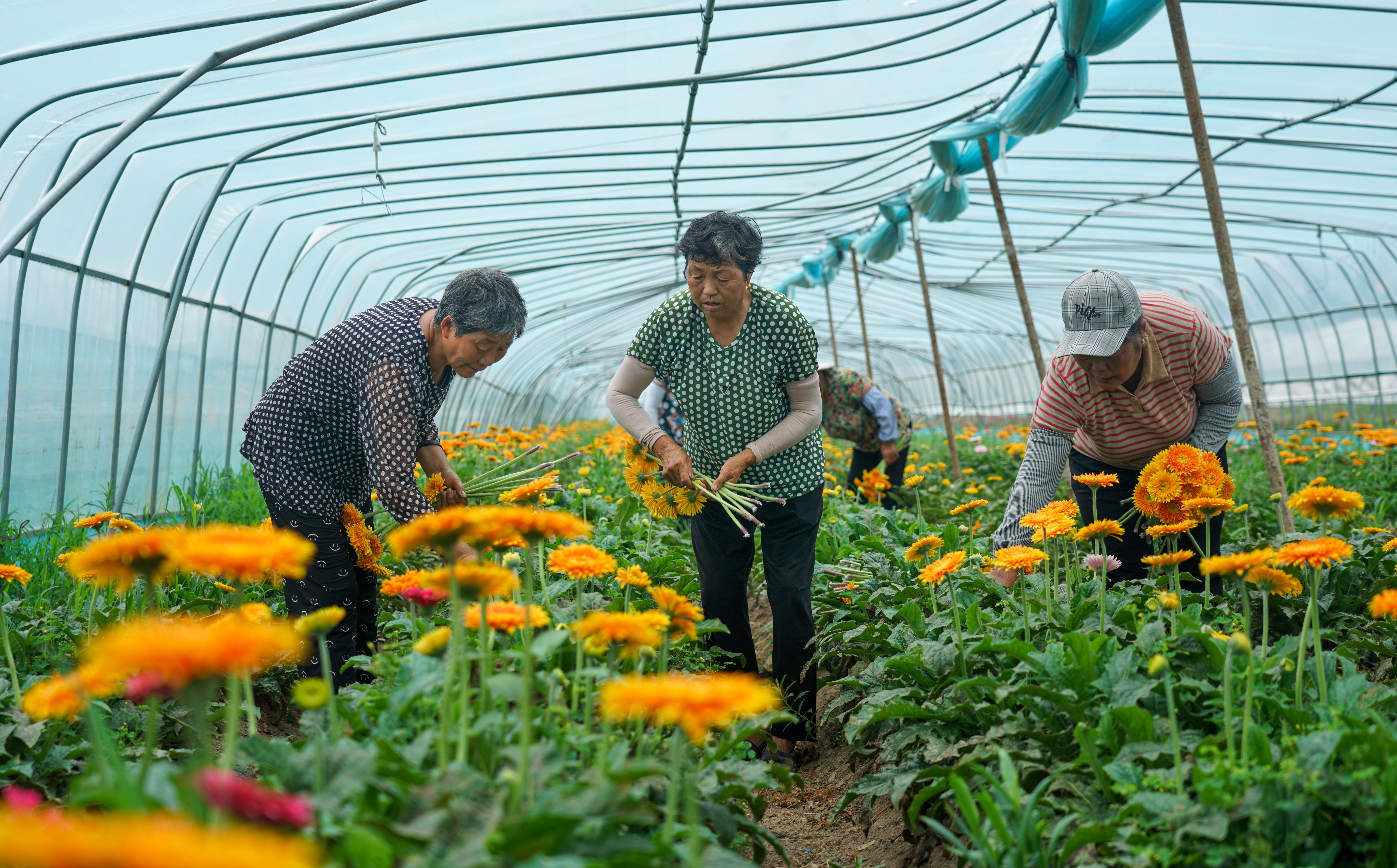 江苏泗洪:小鲜花大效益(图2)