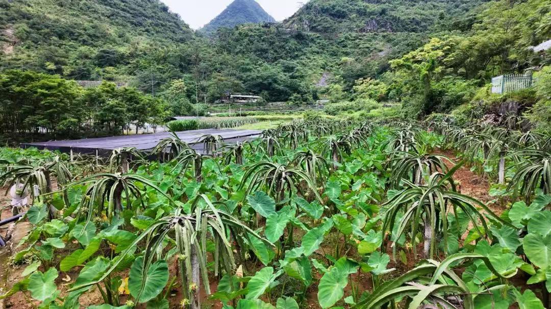 “热作优先”，石漠化治理新战略(图1)