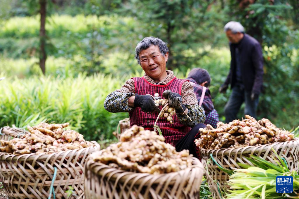 深秋收获忙(图1)