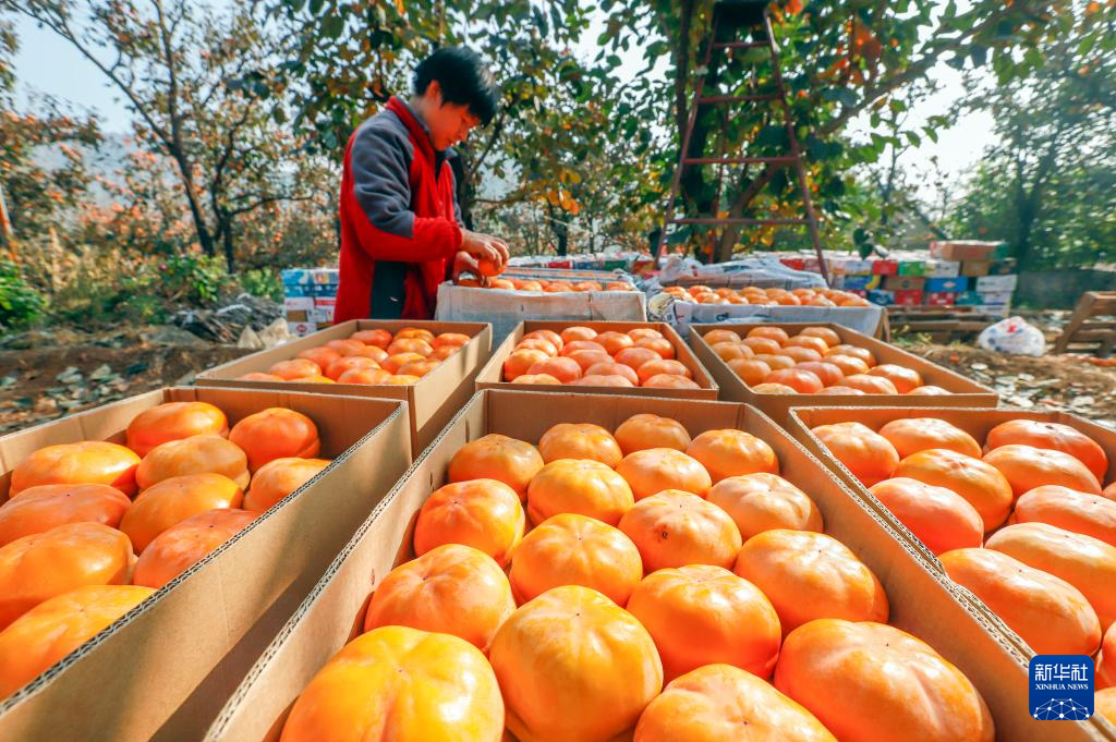 深秋收获忙(图6)