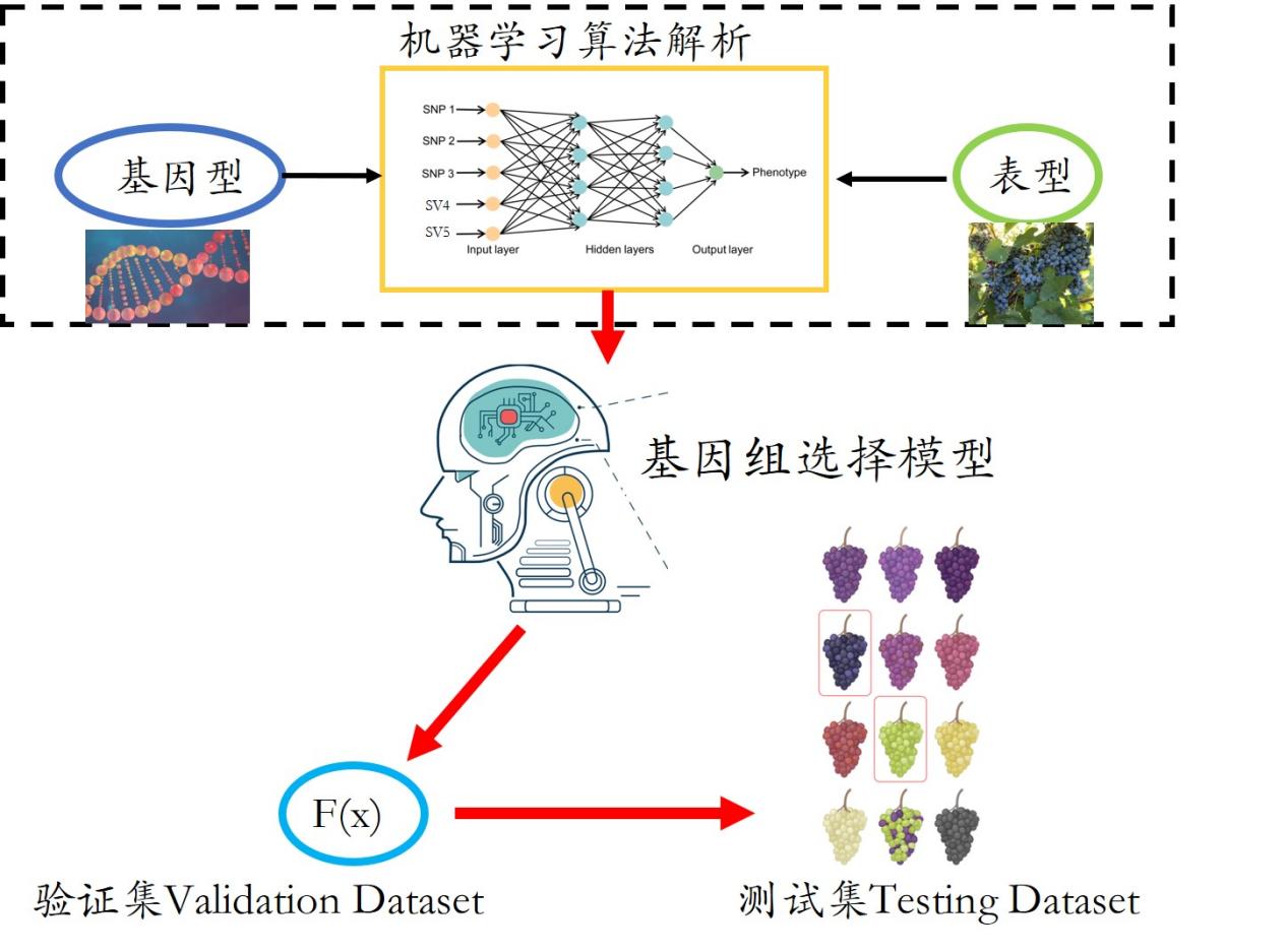 我国科学家利用AI“指导”葡萄育种，效率提升400%