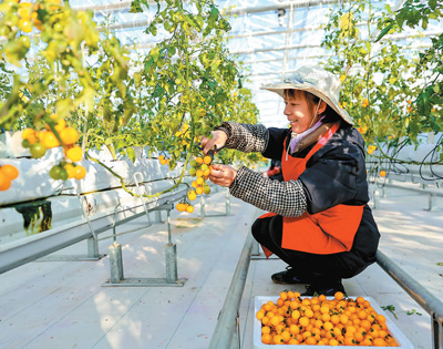 2024年12月19日，江西省瑞昌市高标准设施蔬菜示范中心，工人正在采摘西红柿。魏东升摄（人民视觉）