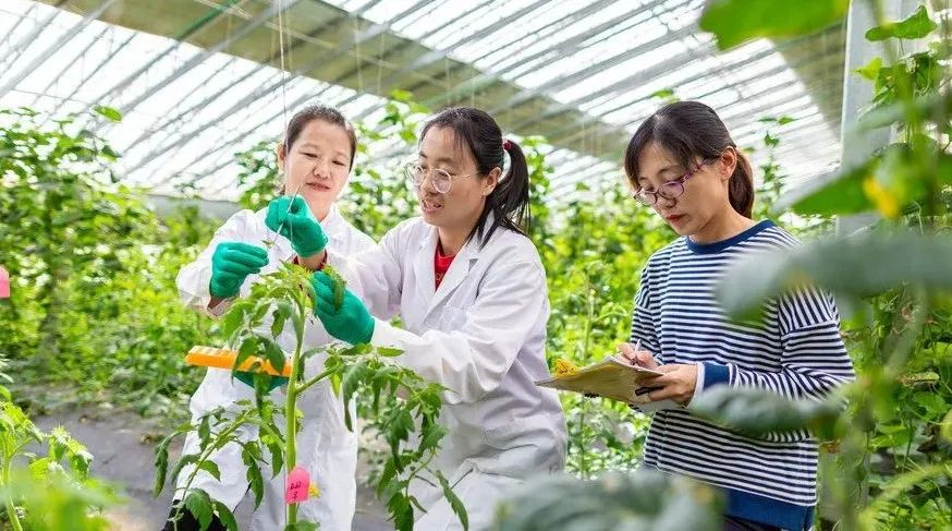 农业专家工作站助力乡村产业振兴_新华网