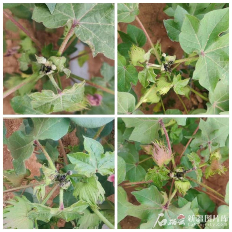 棉花经过激光打顶后的效果。新疆大学供图