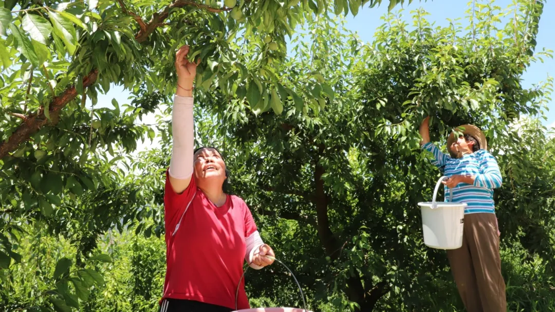 村民正在采摘脆李。.JPG