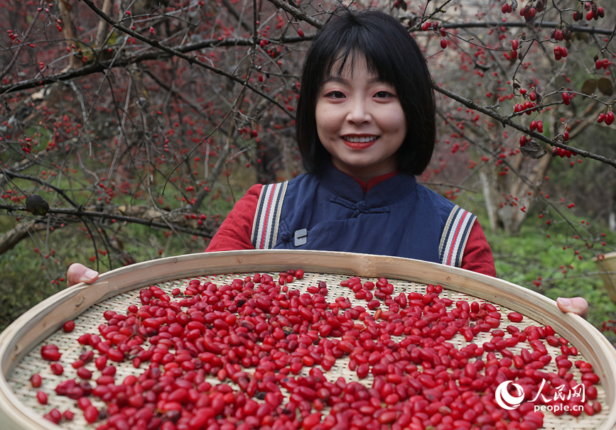 山茱萸丰收,吸引不少游客前来体验采摘。人民网记者 霍亚平摄