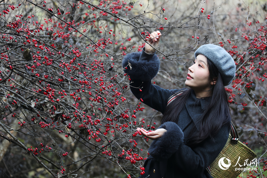 山茱萸丰收,吸引不少游客前来体验采摘。人民网记者 霍亚平摄