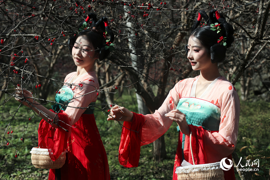 山茱萸丰收,吸引不少游客前来体验采摘。人民网记者 霍亚平摄