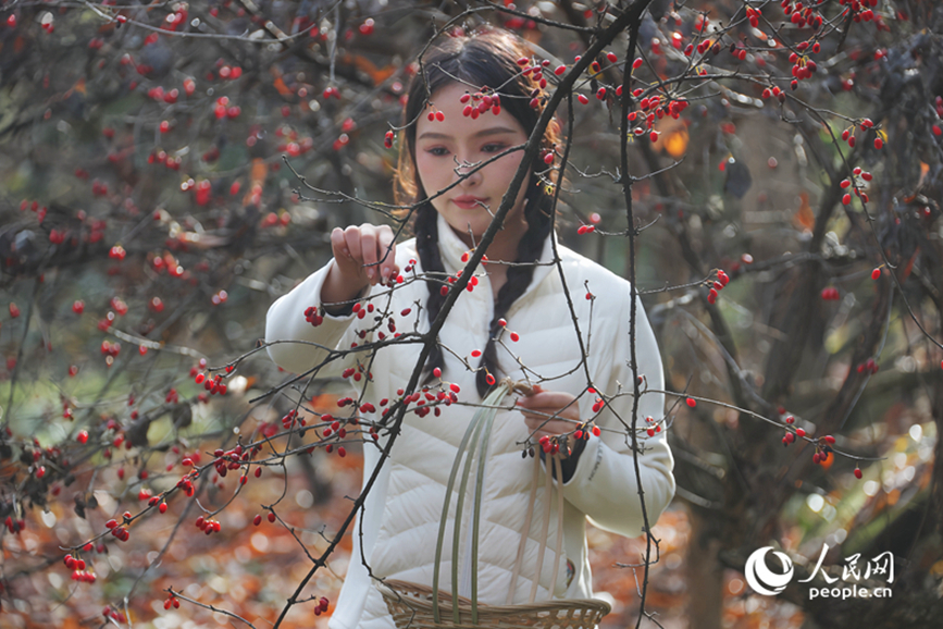 山茱萸丰收,吸引不少游客前来体验采摘。人民网记者 霍亚平摄