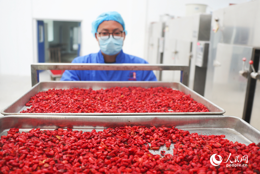 生产车间里,工人正在加工山茱萸。人民网记者 霍亚平摄