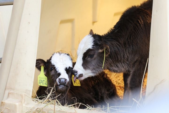 这是克隆的阿沛甲咂牛（2024年1月29日摄）。新华社记者 刘诗平 摄