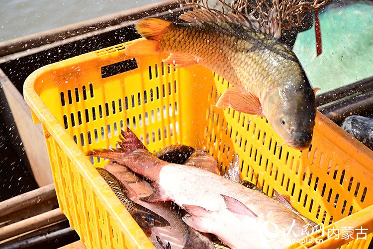 刚捕上岸的开河鱼。人民网记者 寇雅楠摄