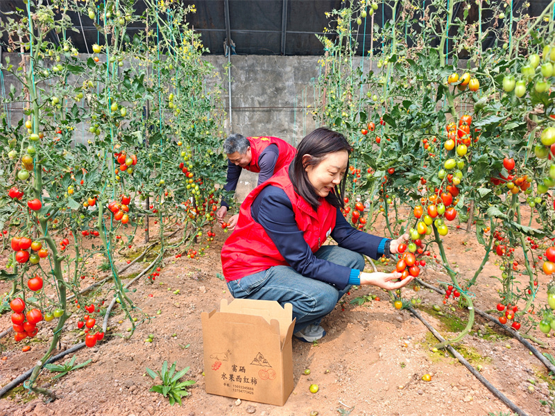图为志愿者采收成熟的水果西红柿