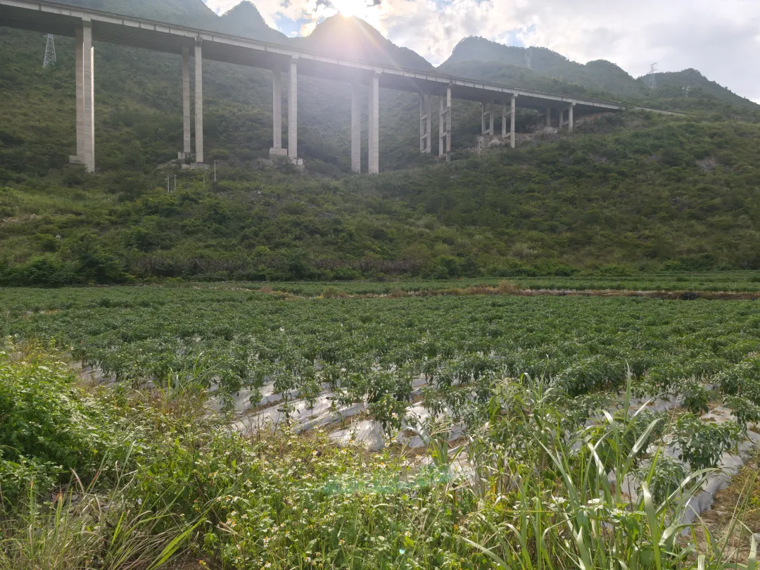 边阳蔬菜保供基地。