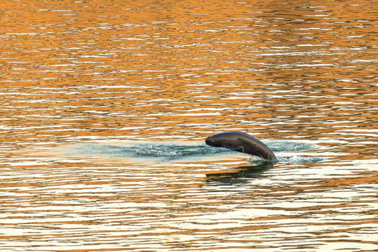 长江江豚在长江宜昌葛洲坝下游附近踏浪前行，与浪花共舞。新华社记者 肖艺九摄