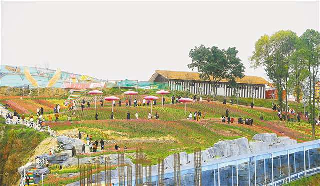 二月二十三日，大渡口金鳌村云上田园景区，市民们徜徉在郁金香花海中，感受美丽乡村。特约摄影 钟志兵\视觉重庆