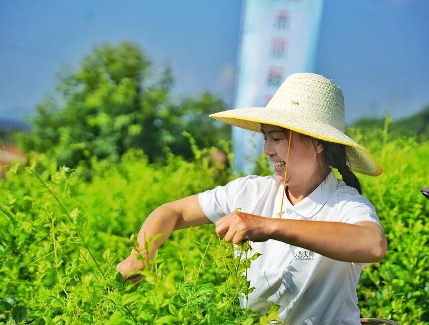 茶农采摘藤茶。（刘国强 摄）