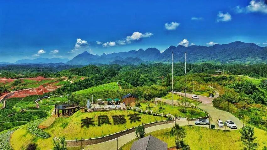 来凤藤茶公园。（刘国强 摄）