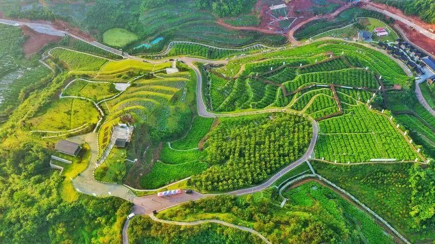 来凤藤茶公园。（刘国强 摄）