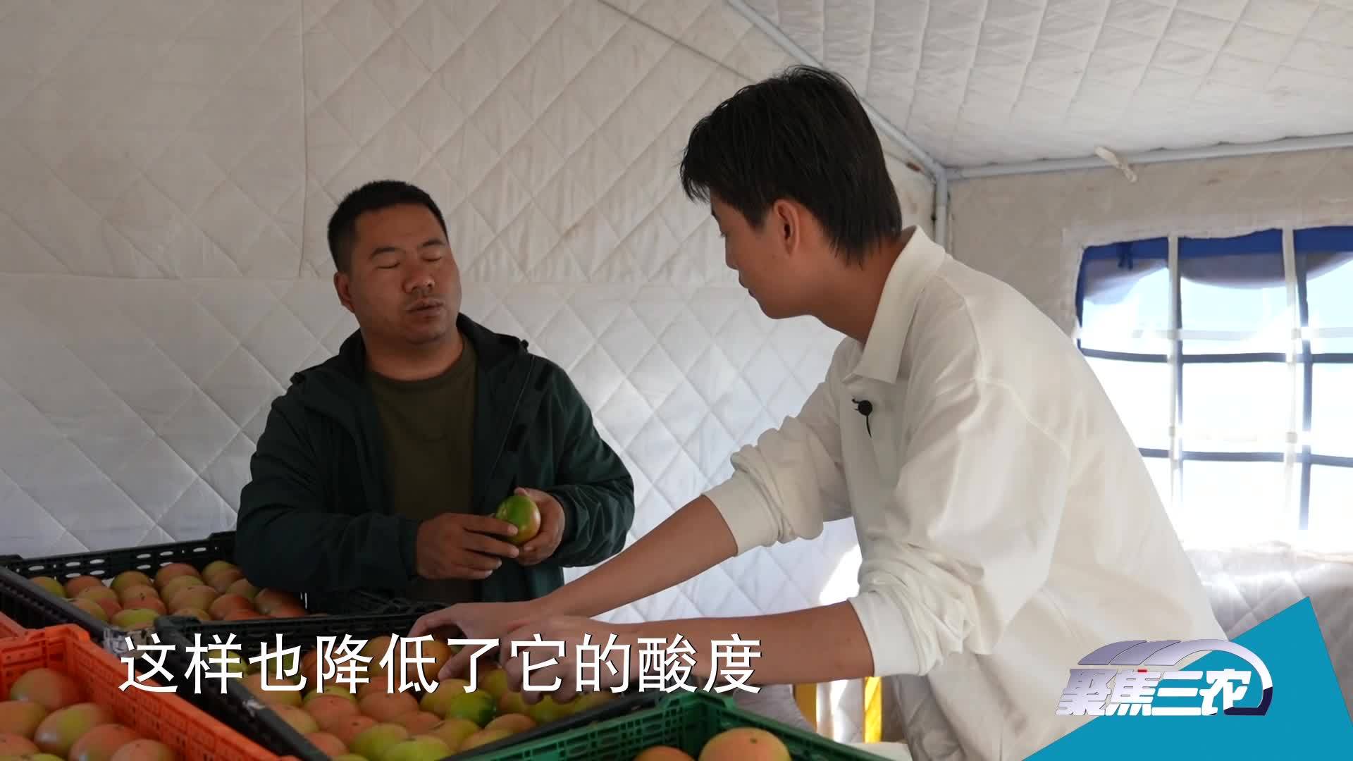 [聚焦三农]蔬菜种植大户的丰收时刻