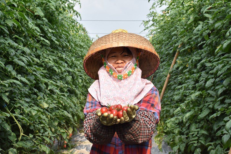 圣女果迎来丰收。冯静雯摄