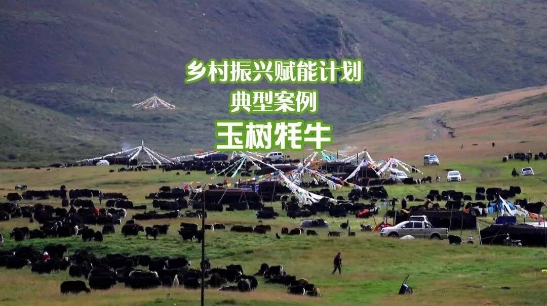 玉树牦牛：构建青藏高原命运共同体，实现生态优先的产业发展模式