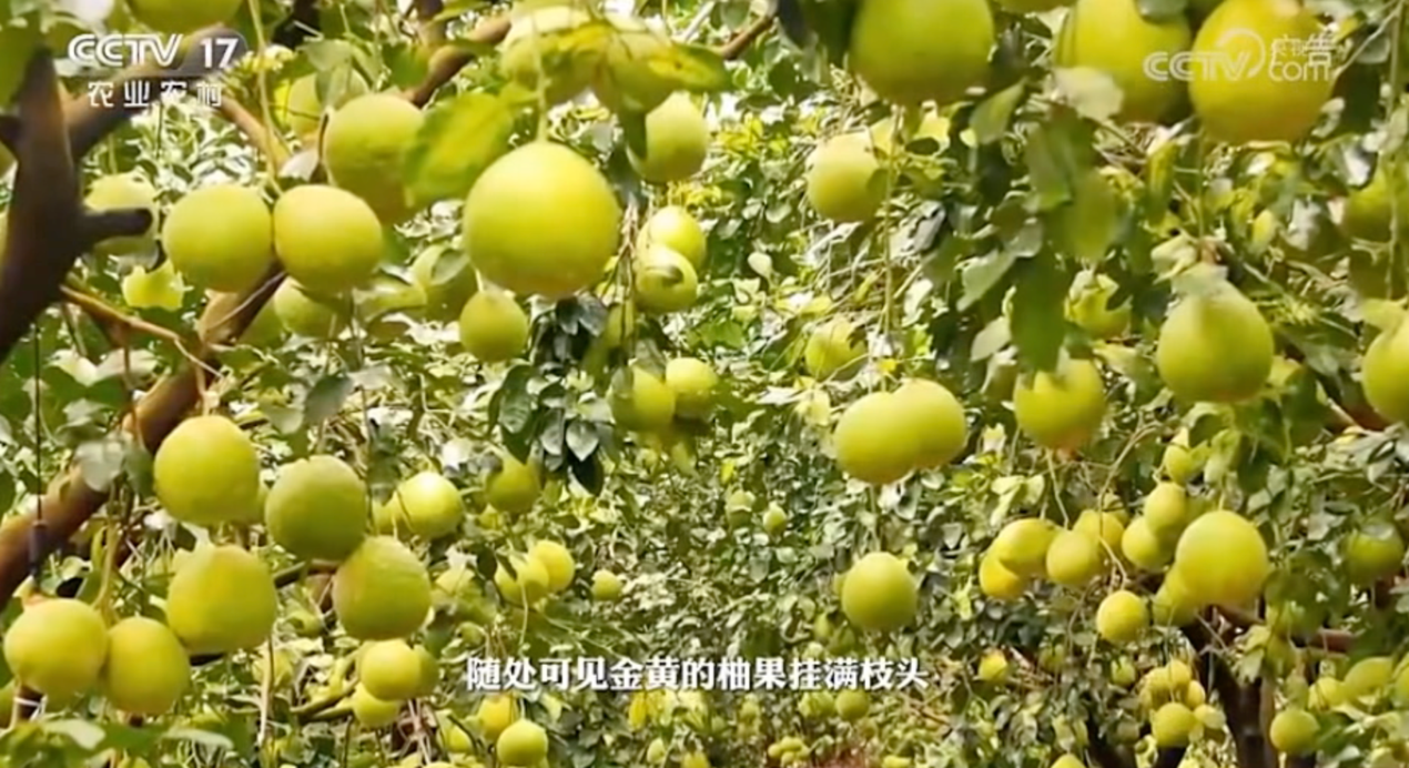 金柚能带来的，不只有甜蜜！丨CCTV-17公益展播