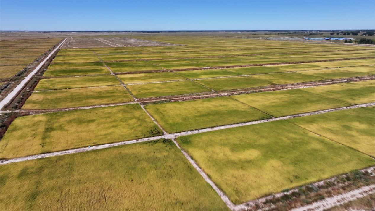 2155264612472831.jpg 11.7 2-4.jpg