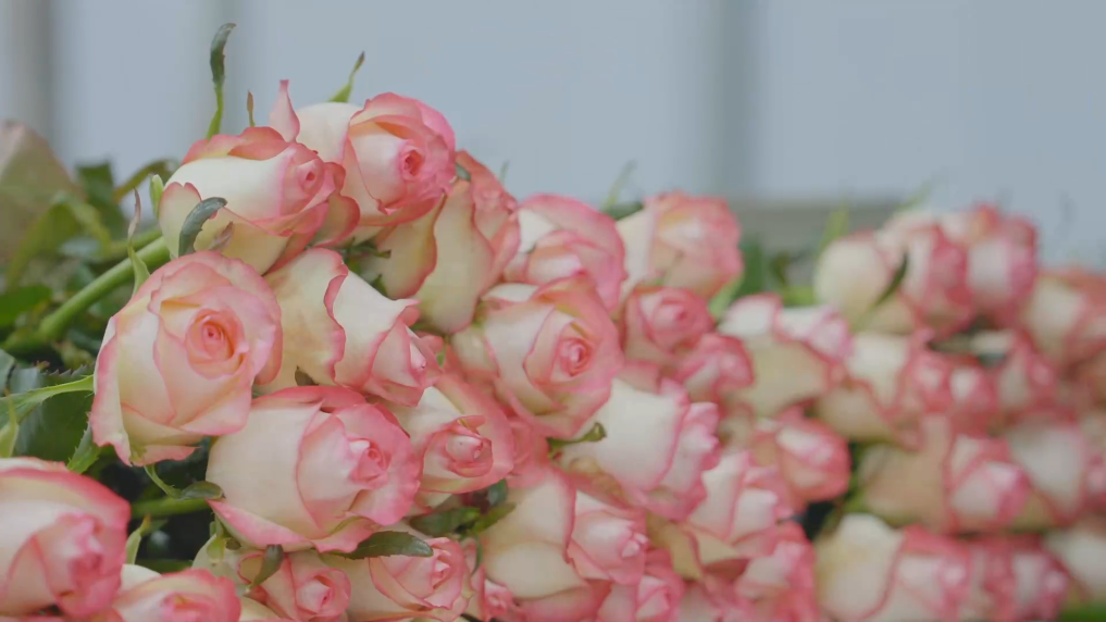 1737132503385598.png 1.png