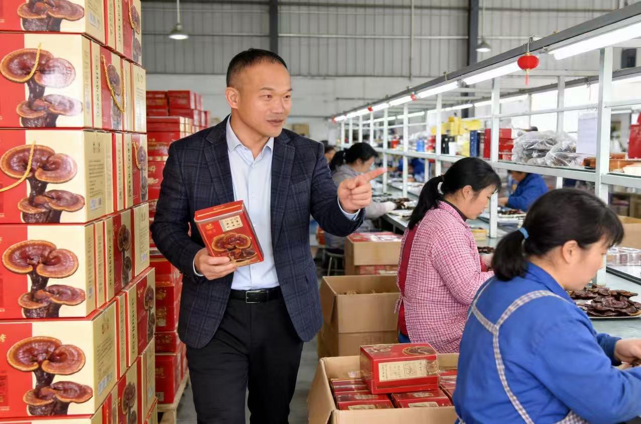 山东冠县：灵芝飘香迎新春