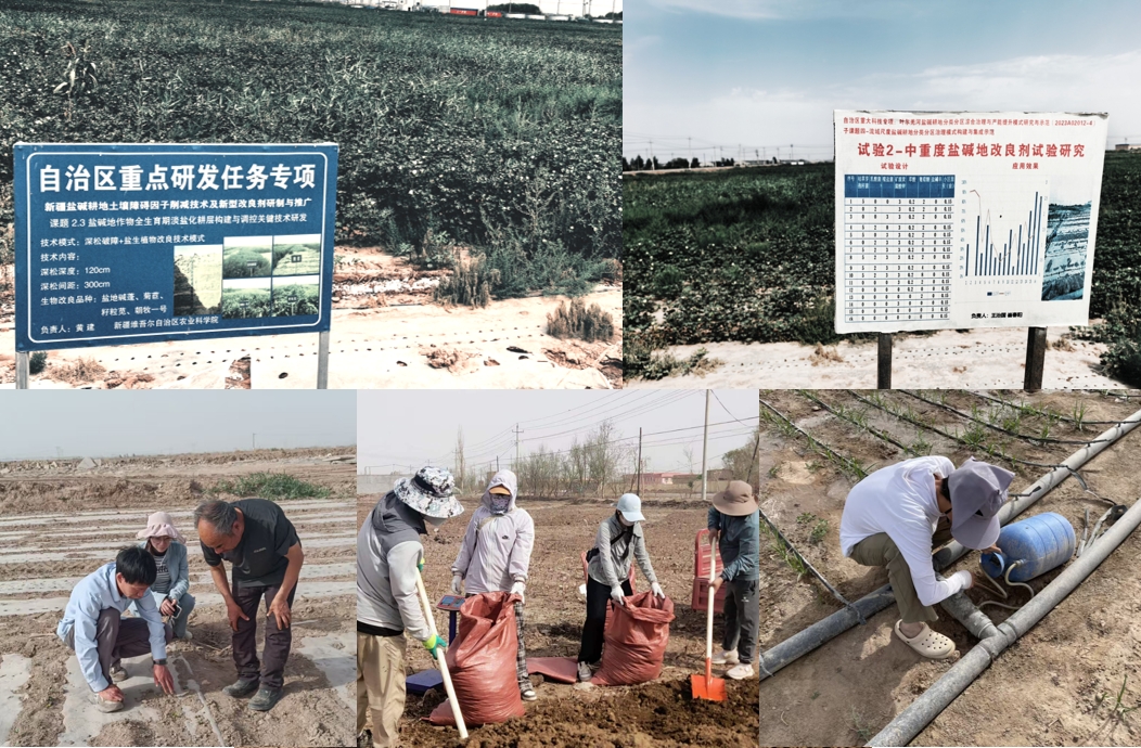田间论剑竞良方：巴楚盐碱地治理跑出产学研协同加速度