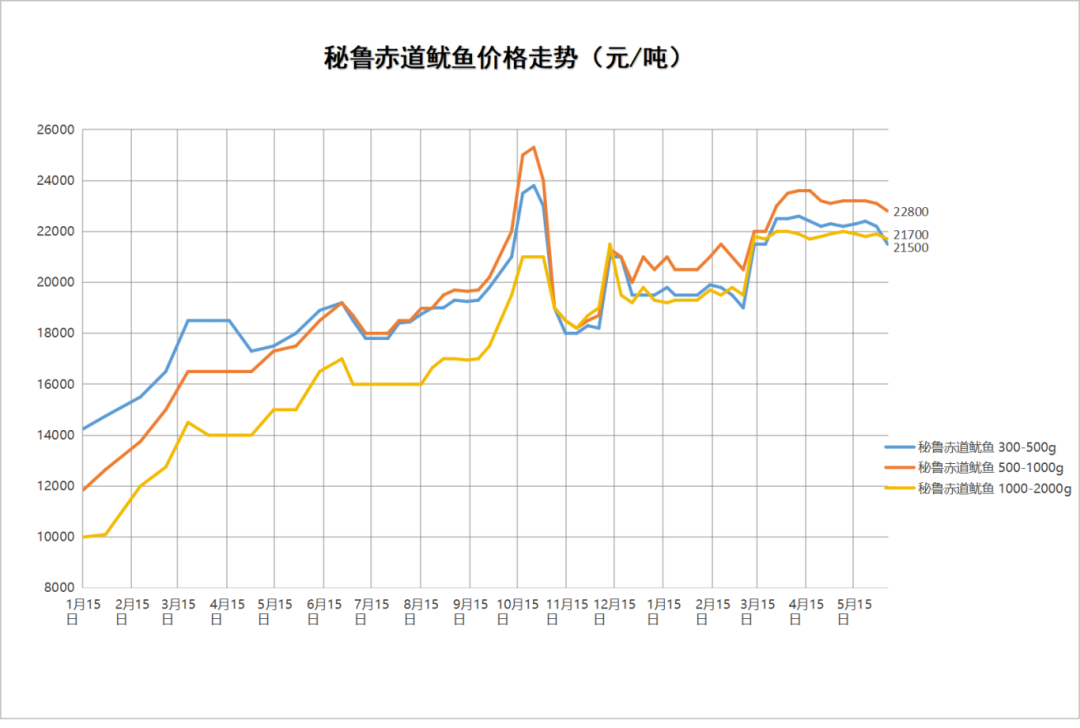 秘鲁鱿鱼.png