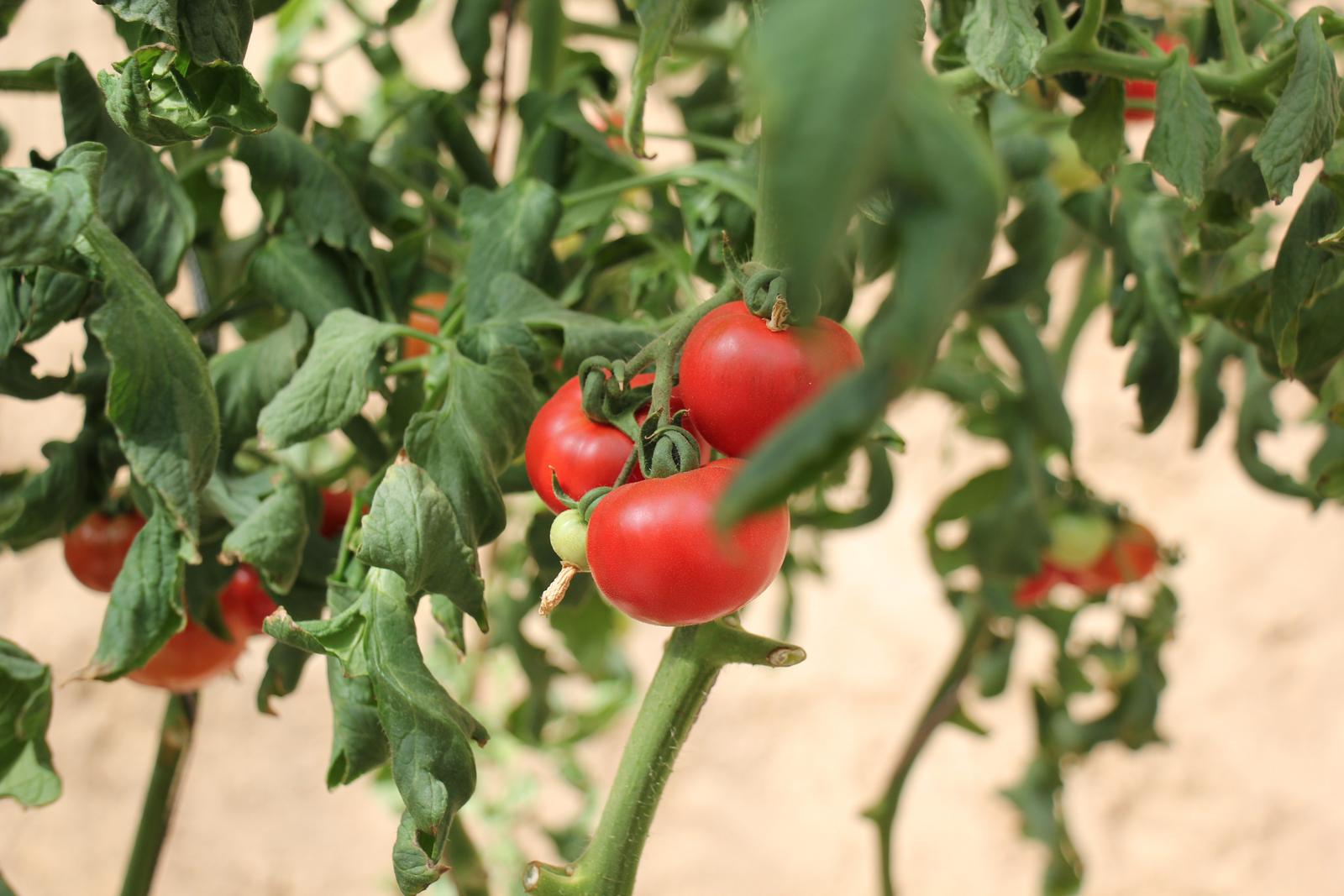 敦煌市莫高镇普罗旺斯西红柿映红乡村致富路