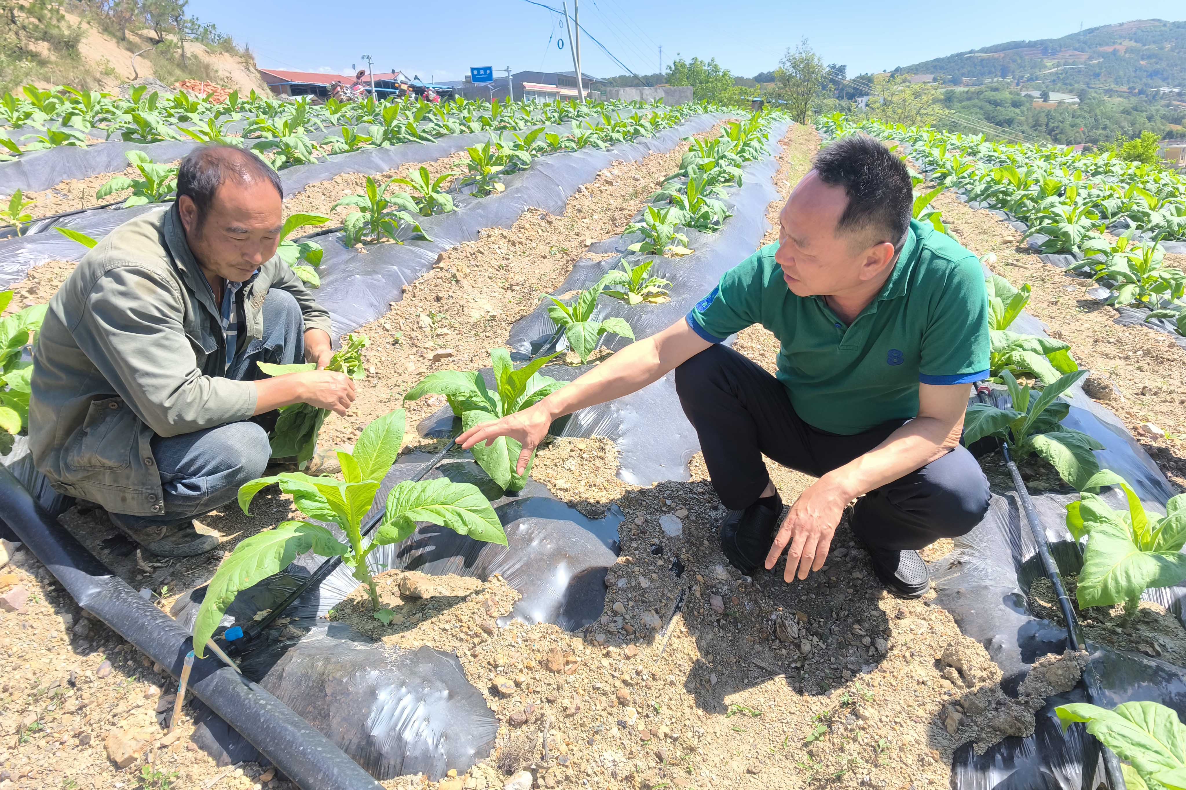 市局主要负责人带队深入田间地头指导精细田管（张勇  摄） 拷贝.jpg