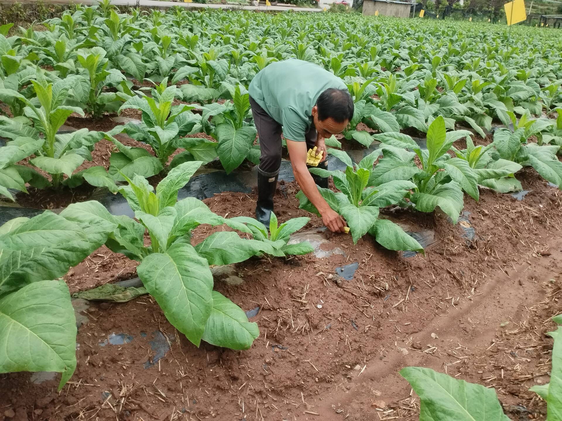 在烟田投放烟蚜茧蜂（陈仕国   摄）.jpg