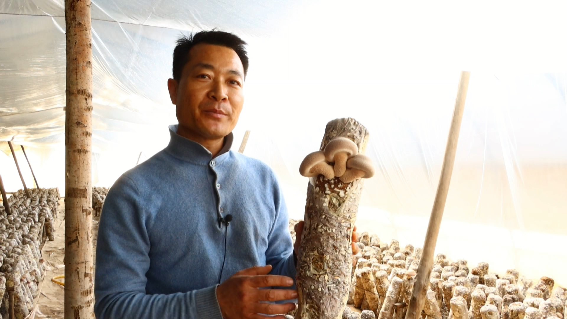 甘肃会宁高凯宣返乡创业种香菇开辟增收致富路