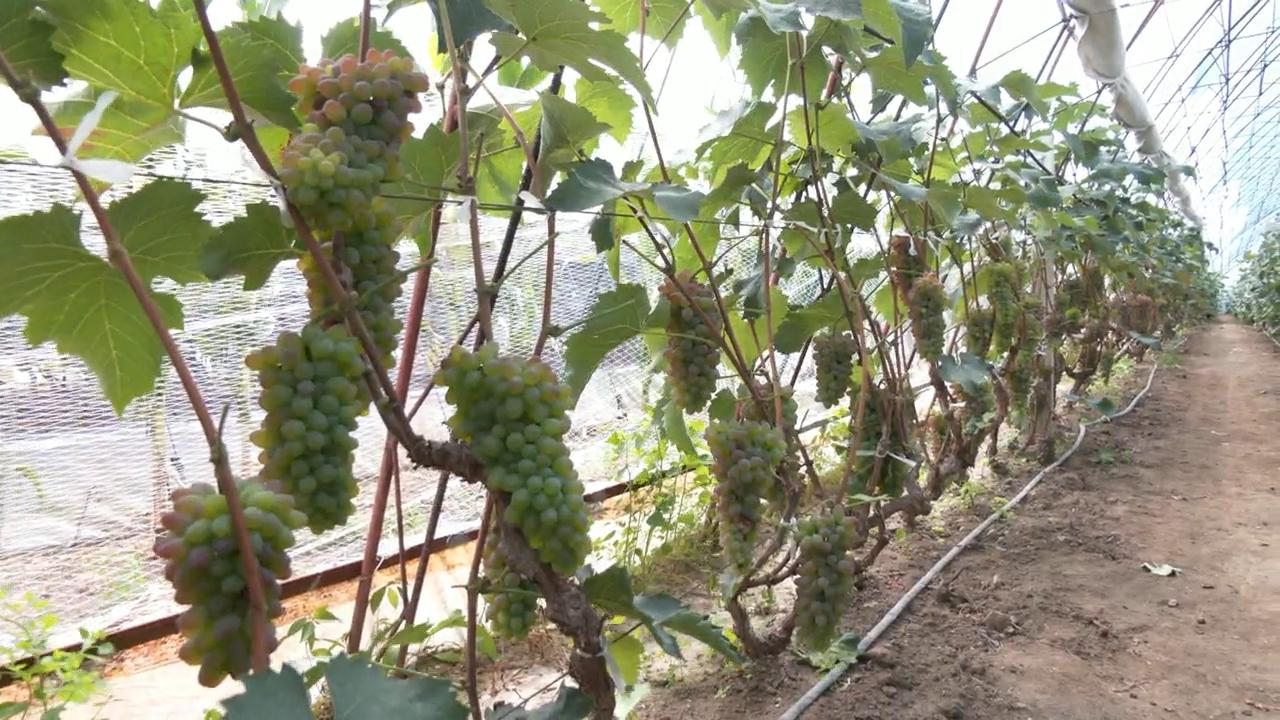 1600343242696618.jpg 新闻2026.8.17.flv_snapshot_06.25.199.jpg