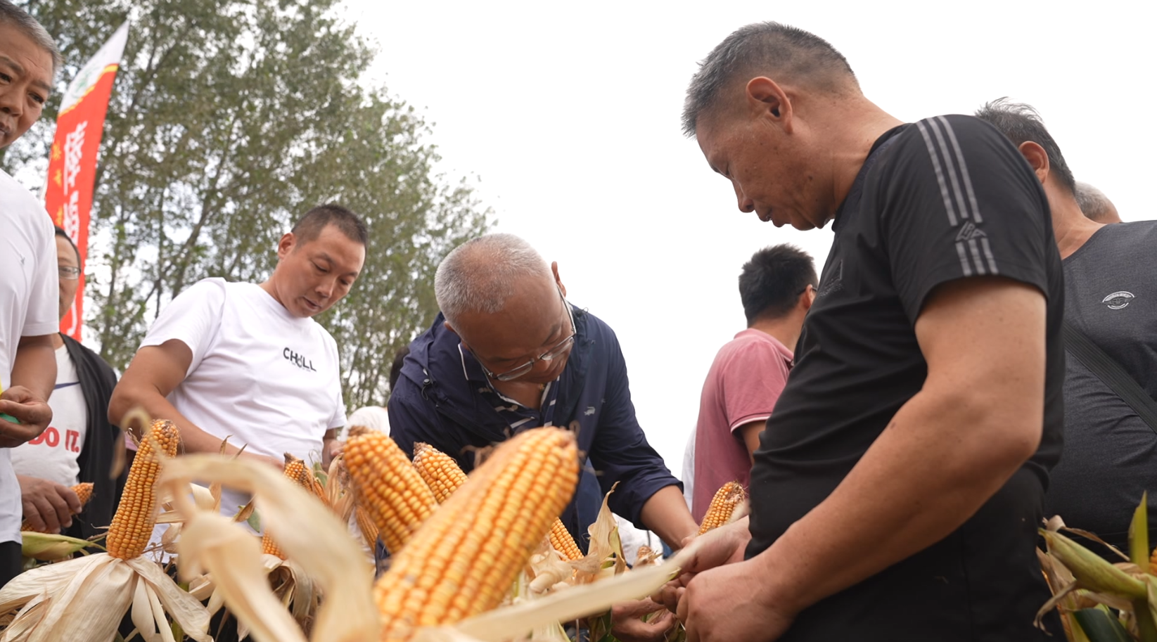  Good harvest is in the offing and preparations are in place for the third autumn. Corn planting and yield measurement in Runan County are carried out in an orderly manner