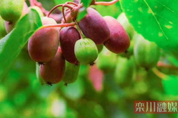 Soft jujube is not jujube! Zhongdugou Soft Date and Red Heart Kiwi Fruit in Luanchuan County usher in a bumper harvest