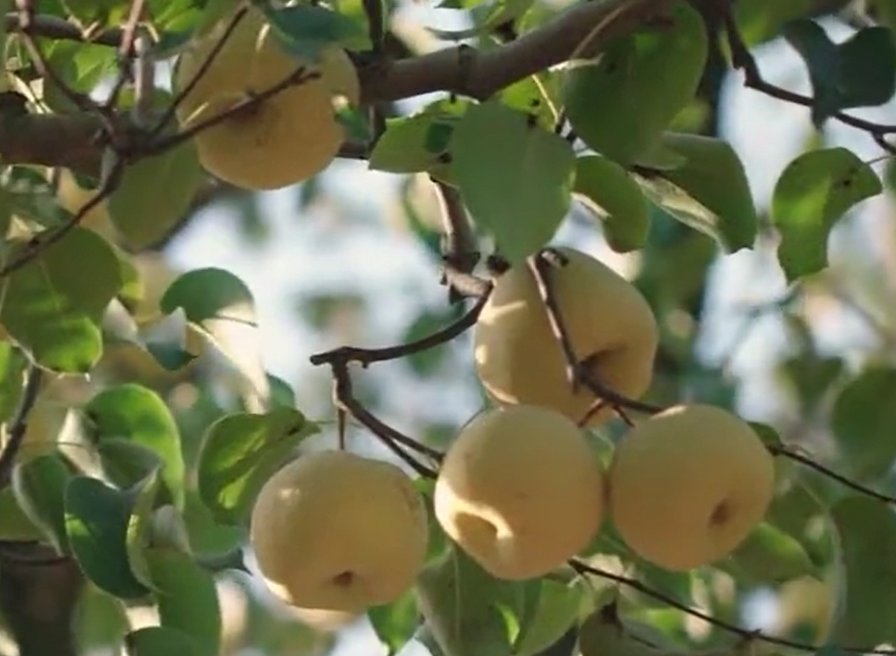  Ningling: 220000 mu crisp pear harvest