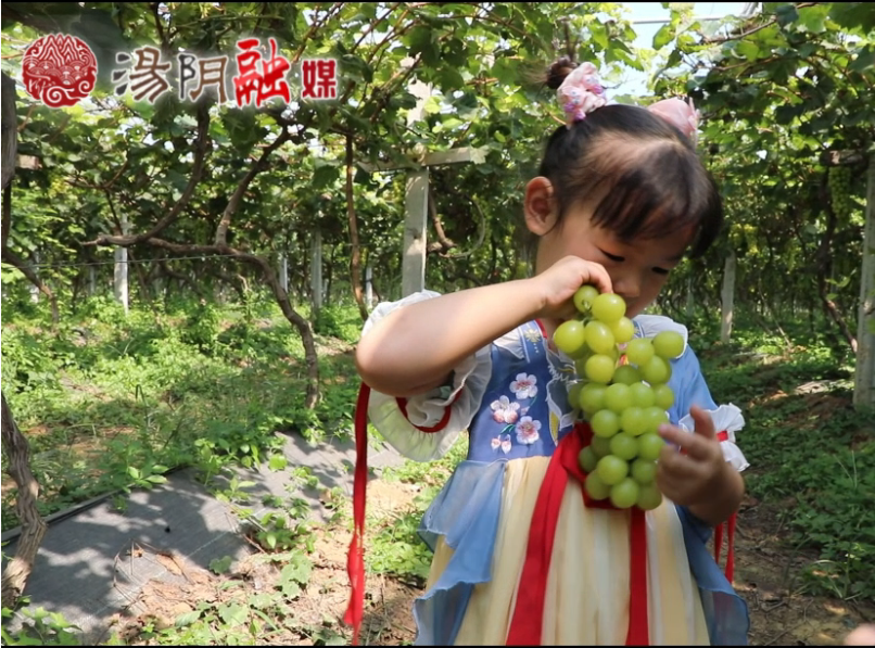  Tangyin Yigou Town: Xiaoqingshan Vineyard enjoys bumper harvest