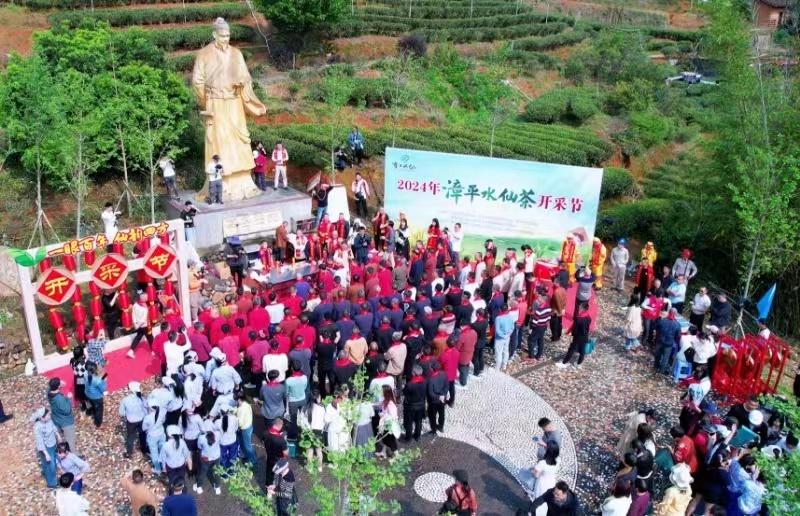 漳平举办2024年漳平水仙茶开采节
