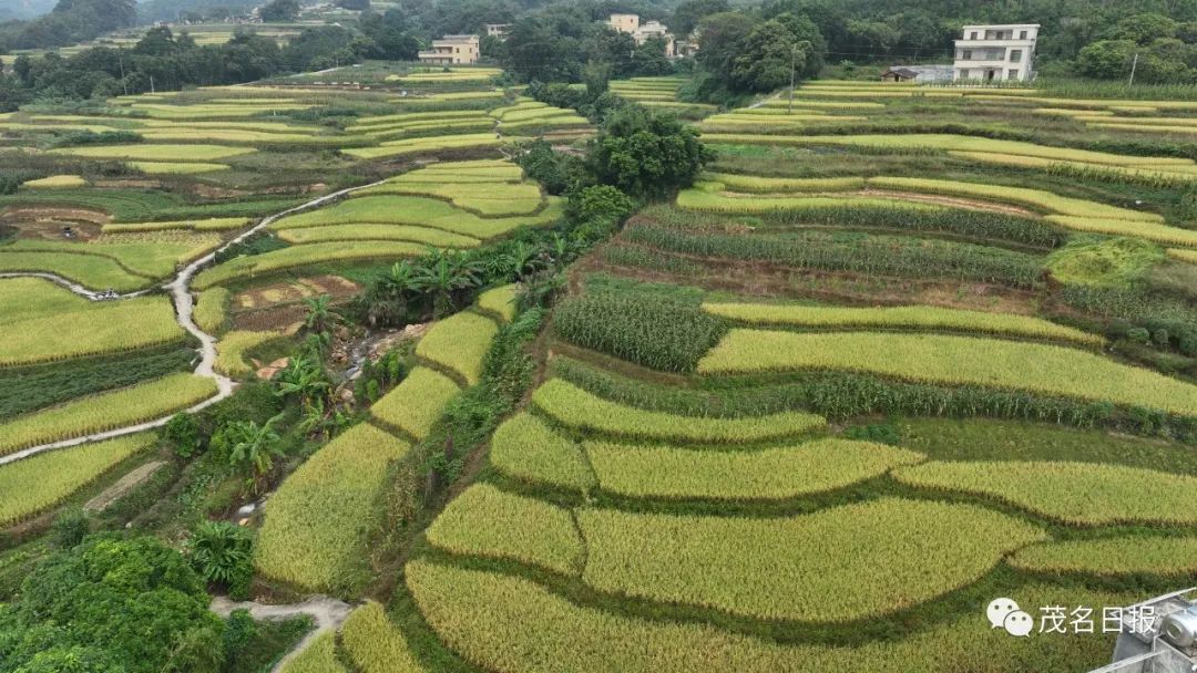 乡村行看振兴贵子秋风根梯田1000多亩金灿灿的水稻开始收割