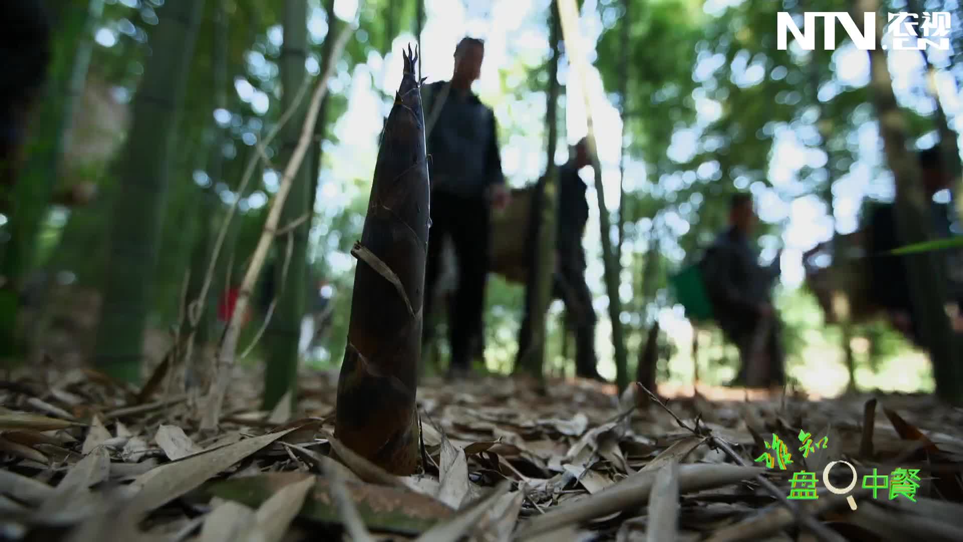 农视网致富经养殖(农业频道致富经养牛高清)