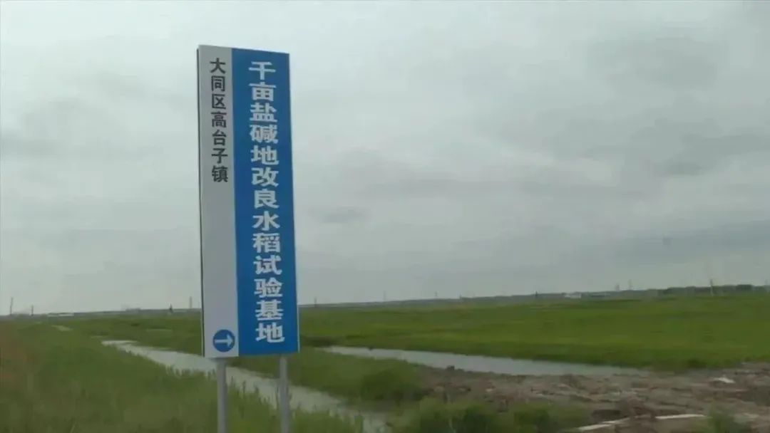 扩建盐碱地水稻种植面积1100亩,建设水稻田200块,排水干渠10万延长米