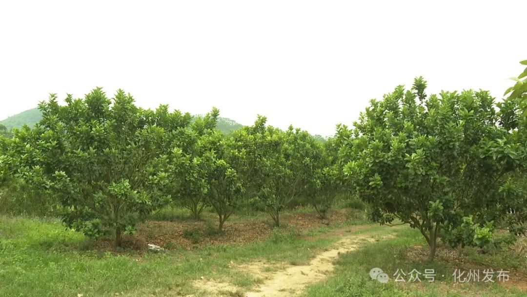 现场认养化橘红树300余棵茂名农垦我在红峰有棵化橘红树现场认养活动