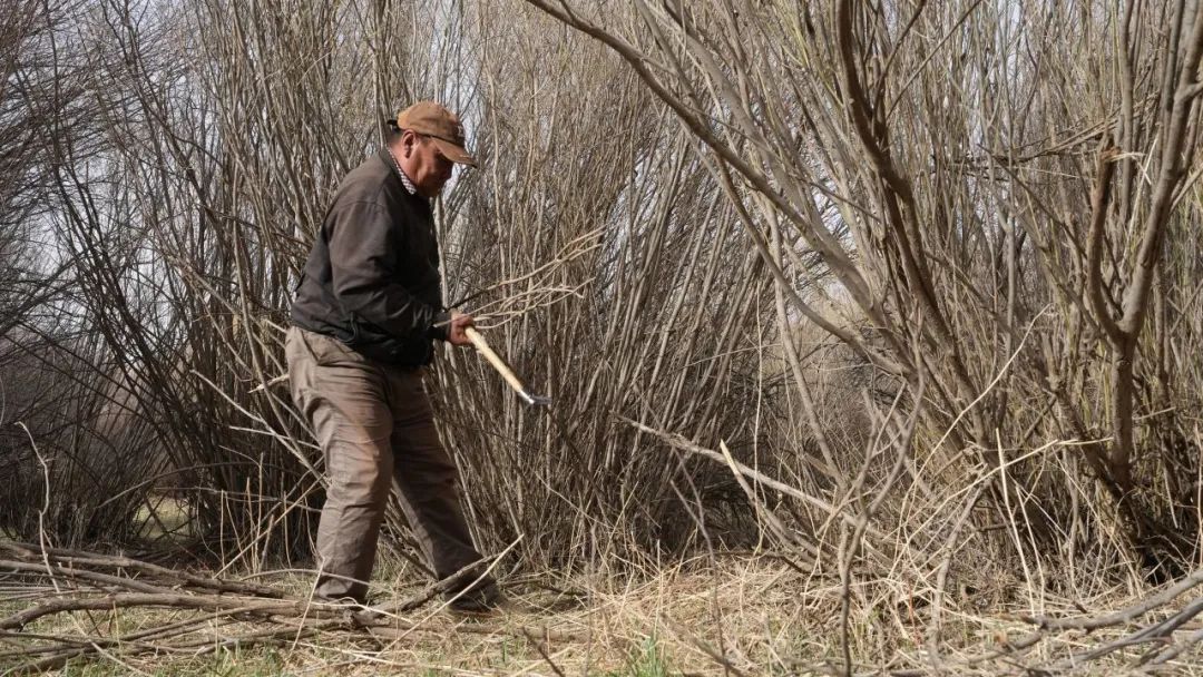 【关注】厚植生态底色,筑牢绿色屏障——浑善达克沙地深处的"护绿使者